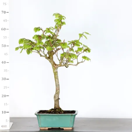 image supplémentaire - HÊTRE "FAGUS SYLVATICA" 1-2