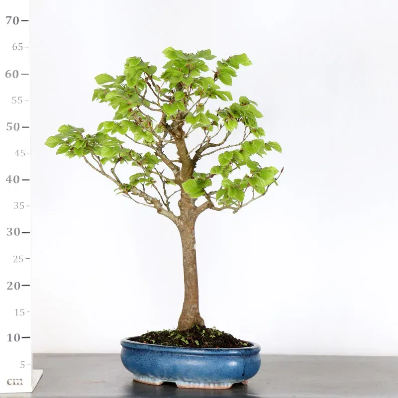 image supplémentaire - HÊTRE "FAGUS SYLVATICA" 1-3