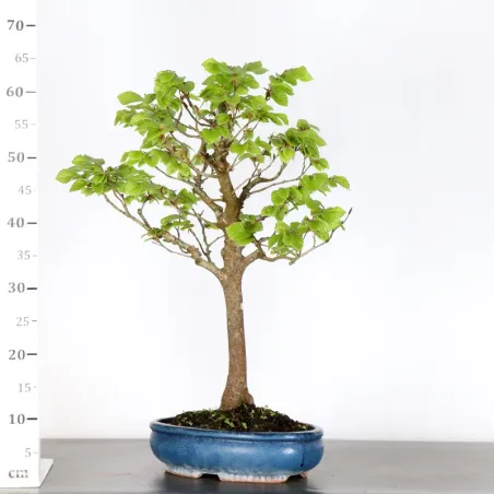 image supplémentaire - HÊTRE "FAGUS SYLVATICA" 1-3