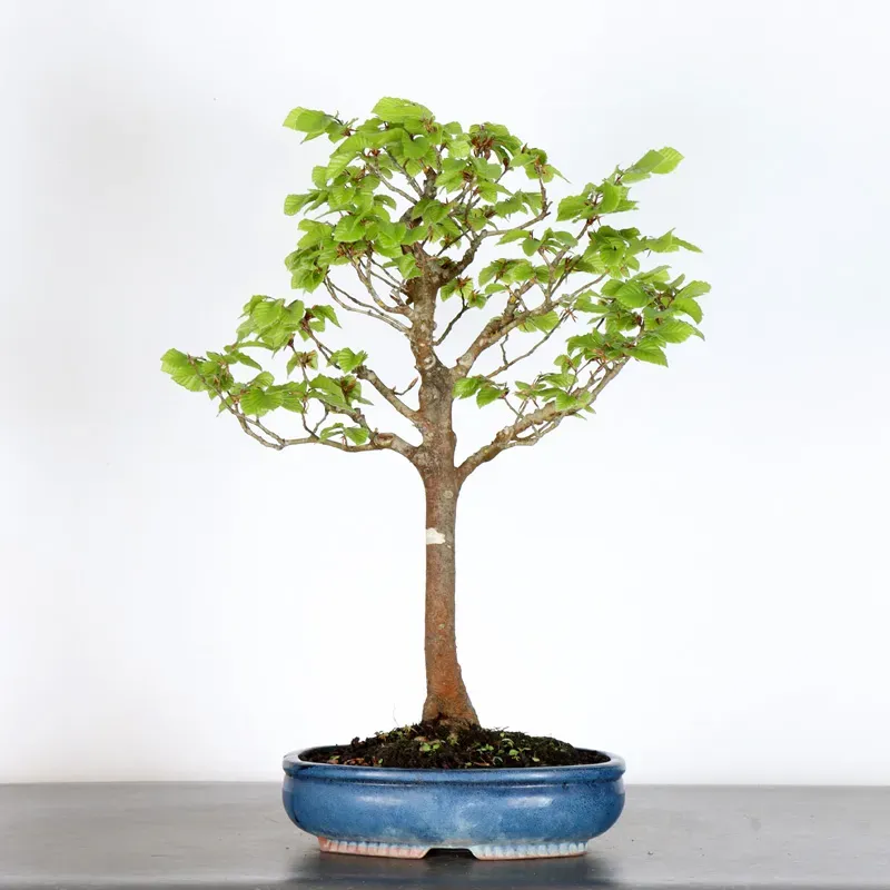 Bonsai Hêtre H-1-3