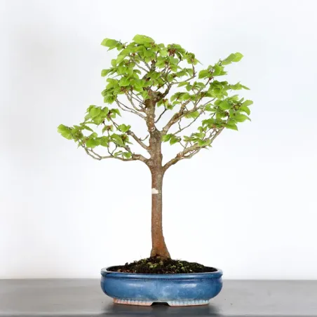 Bonsai Hêtre H-1-3