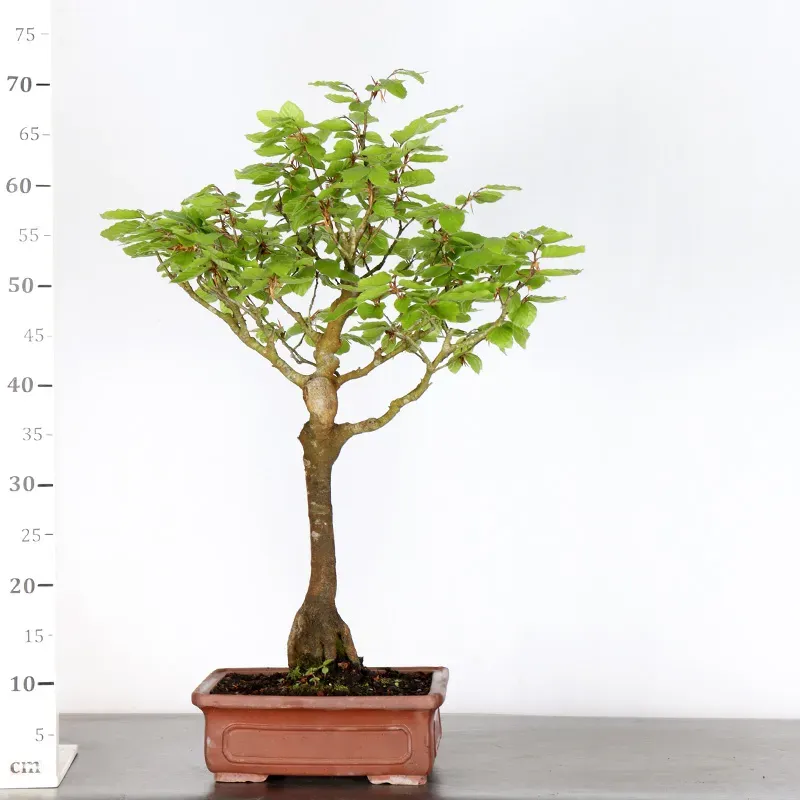 image supplémentaire - HÊTRE "FAGUS SYLVATICA" 1-4