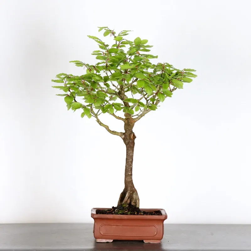 Bonsai Hêtre H-1-4