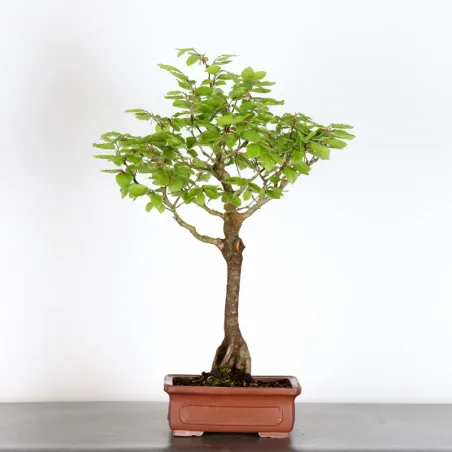 Bonsai Hêtre H-1-4
