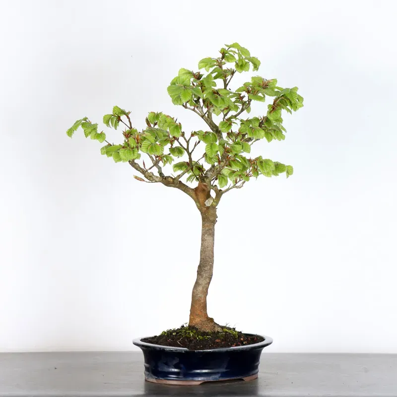 Bonsai Hêtre H-1-5