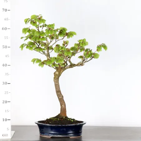 image supplémentaire - HÊTRE "FAGUS SYLVATICA" 1-5