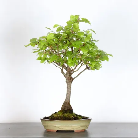 Bonsai Hêtre H-1-6