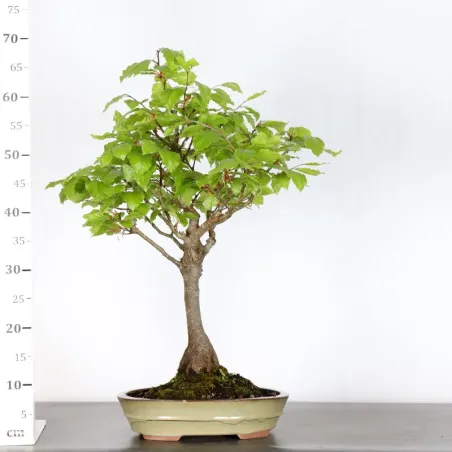 image supplémentaire - HÊTRE "FAGUS SYLVATICA" 1-6