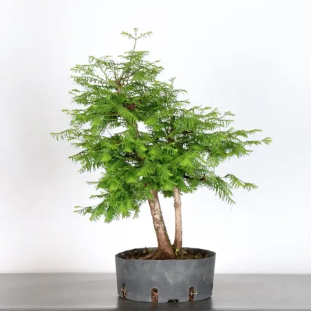 Bonsai MÉTASÉQUOIA ME-1-1