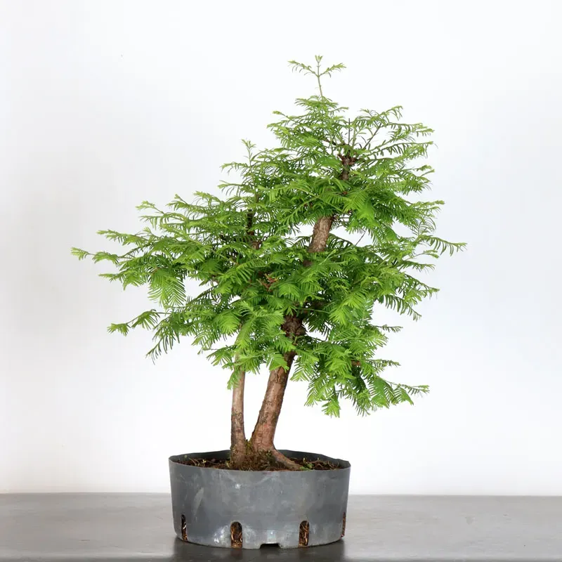 image supplémentaire - MÉTASÉQUOIA 1-1