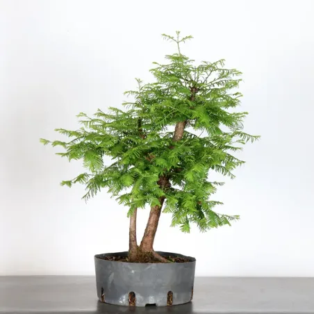 image supplémentaire - MÉTASÉQUOIA 1-1