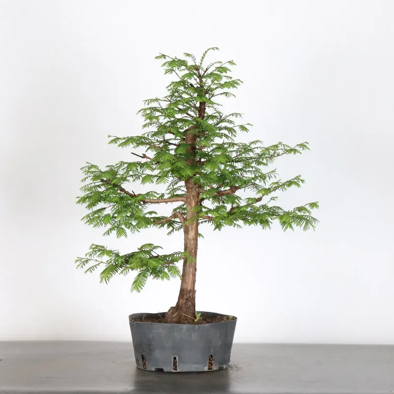 image supplémentaire - MÉTASÉQUOIA 1-6