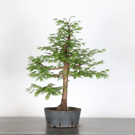 image supplémentaire - MÉTASÉQUOIA 1-6