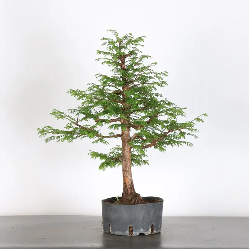Bonsai METASEQUOIA ME-1-6