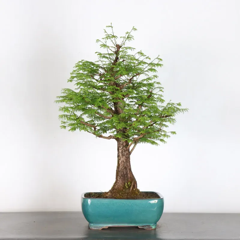 image supplémentaire - MÉTASÉQUOIA 3-3