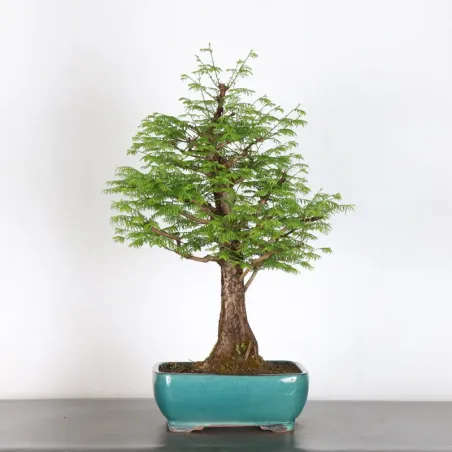 image supplémentaire - METASEQUOIA ME-3-3