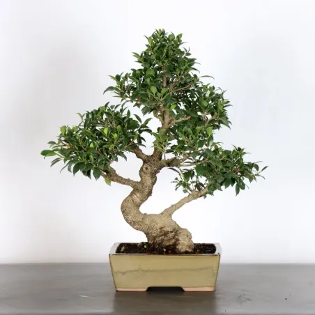 FICUS NITIDA 1-1