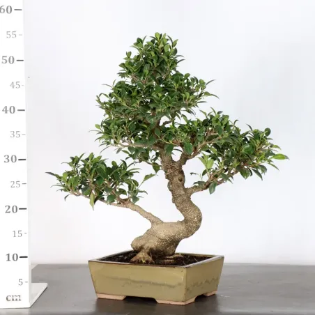 image supplémentaire - FICUS NITIDA 1-1