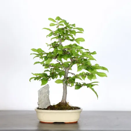 image supplémentaire - CHARME "Carpinus" 2-9