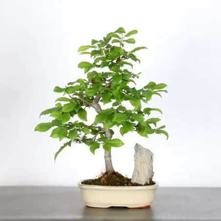 Bonsai Charms CH-2-9