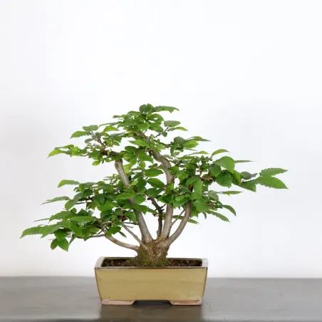HORNBEAM "CARPINUS" 3-11