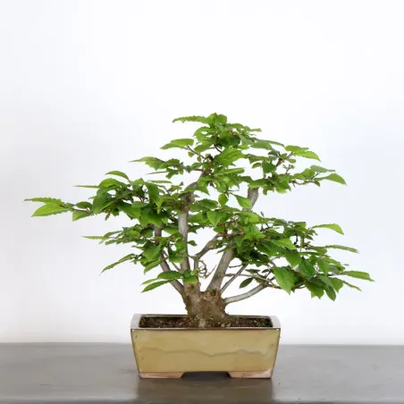 image supplémentaire - HORNBEAM "CARPINUS" 3-11