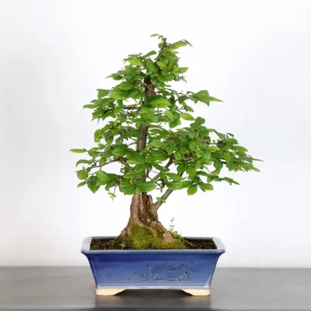 image supplémentaire - HORNBEAM "CARPINUS" 3-10