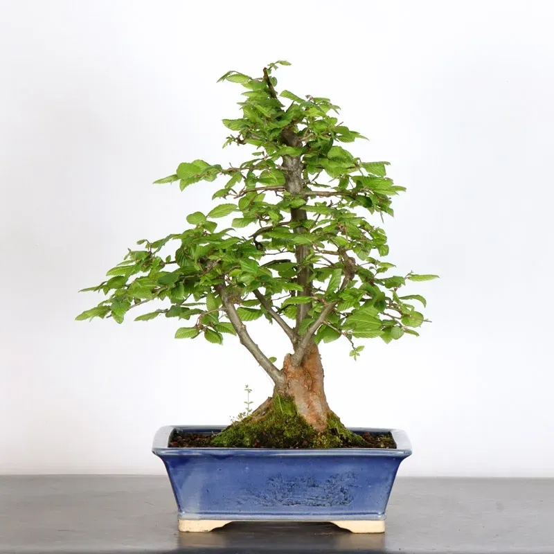 CHARME "Carpinus" 3-10