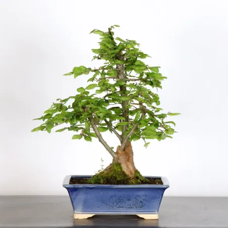 HORNBEAM "CARPINUS" 3-10