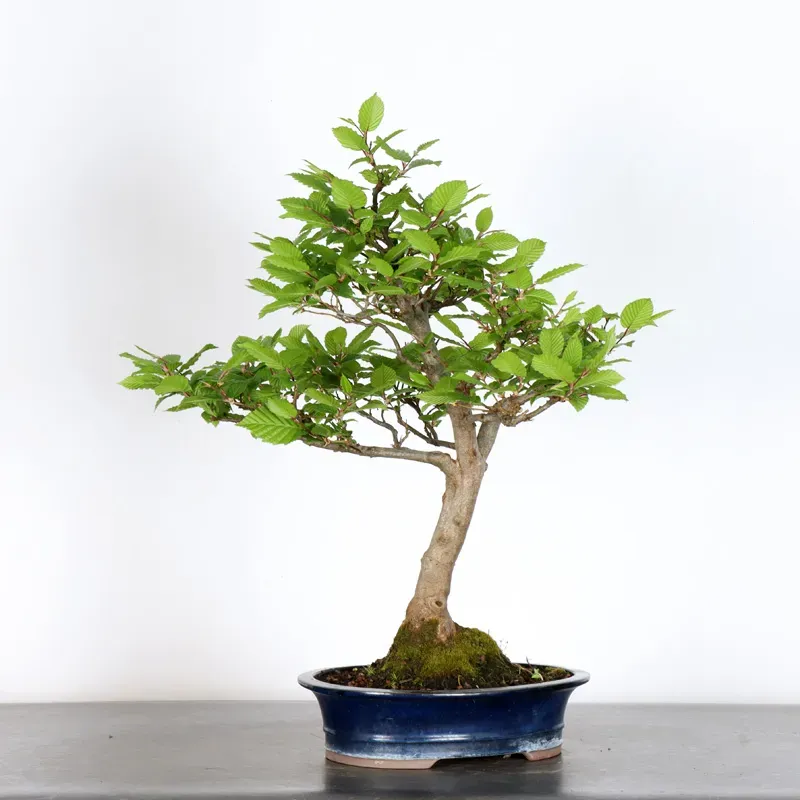 Bonsai Charmes CH-4-1
