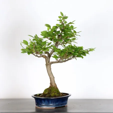 image supplémentaire - CHARME "Carpinus" 4-1