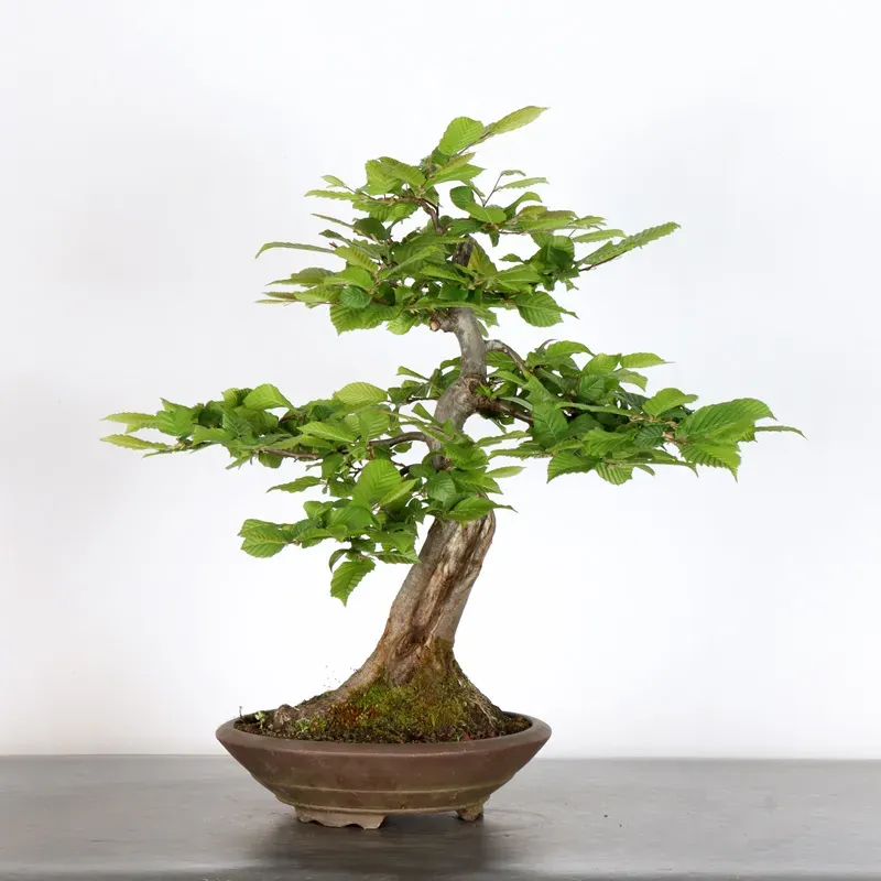 CHARME "Carpinus" 4-8