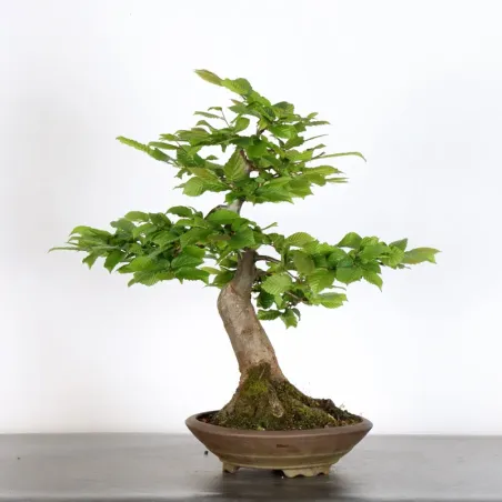 image supplémentaire - CHARME "Carpinus" 4-8