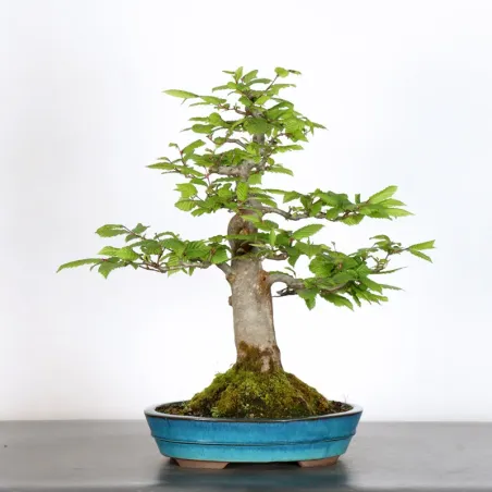 image supplémentaire - CHARME "Carpinus" 4-13