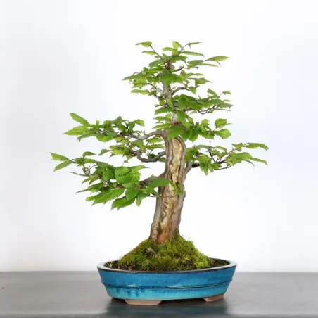 CHARME "Carpinus" 4-13