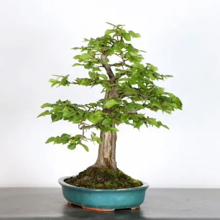 HORNBEAM "CARPINUS" 4-15