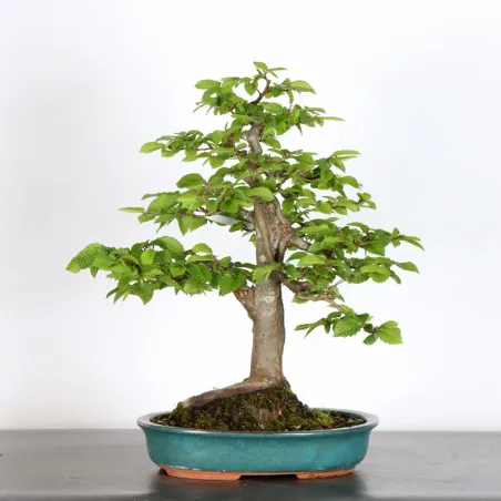 image supplémentaire - HORNBEAM "CARPINUS" 4-15