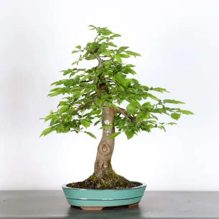 CHARME "Carpinus" 4-14