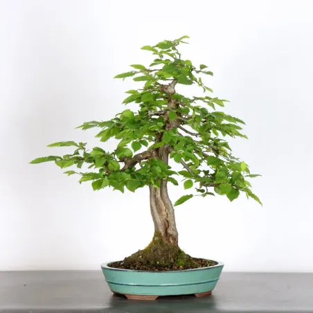 image supplémentaire - HORNBEAM "CARPINUS" 4-14