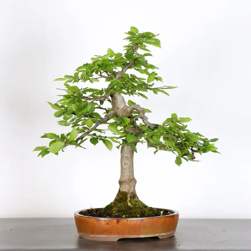 Bonsai Charmes CH-2-10
