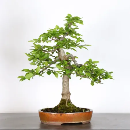 Bonsai Charmes CH-2-10
