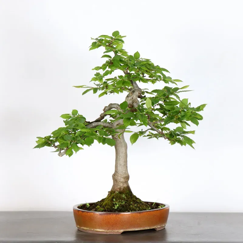 image supplémentaire - CHARME "Carpinus" 2-10