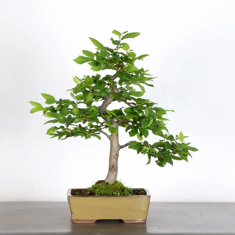 CHARME "Carpinus" 3-15