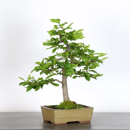 image supplémentaire - CHARME "Carpinus" 3-15