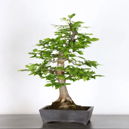 Bonsai Charms CH-1-8