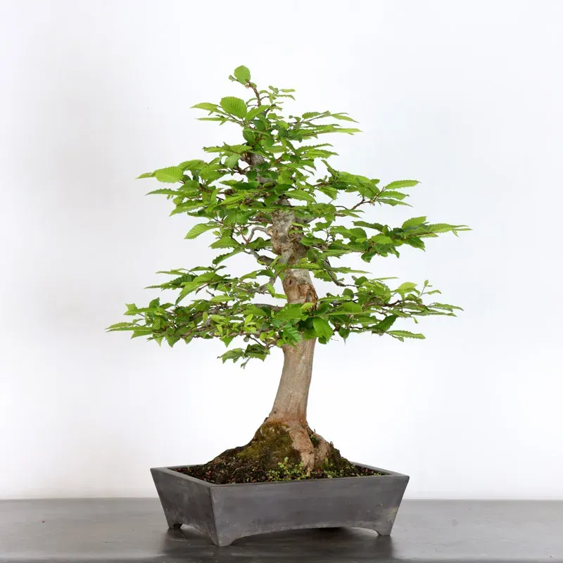 image supplémentaire - CHARME "Carpinus" 1-8