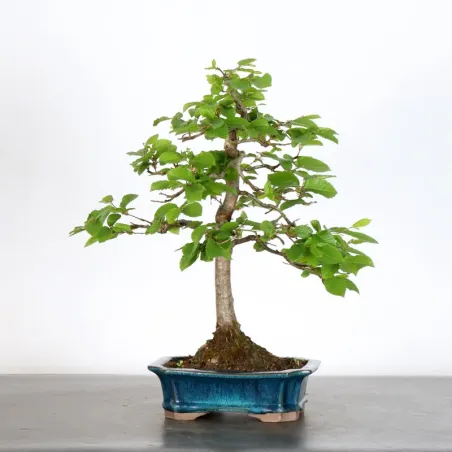 image supplémentaire - HORNBEAM "CARPINUS" 2-6