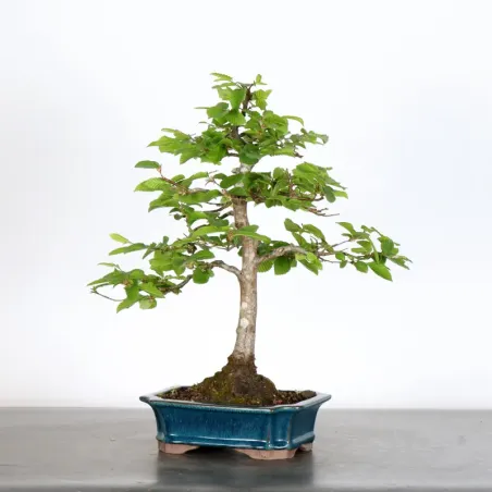 Bonsai Charmes CH-2-6