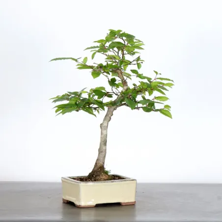 HORNBEAM "CARPINUS" 1-13