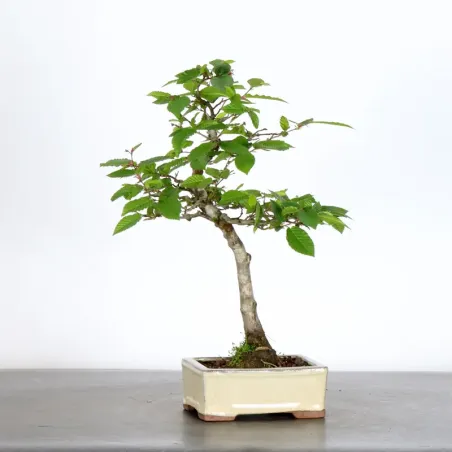 image supplémentaire - HORNBEAM "CARPINUS" 1-13